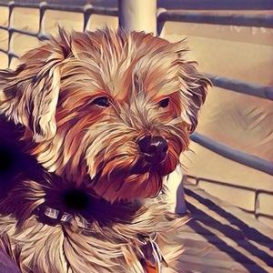 Meet your Posher, Posh